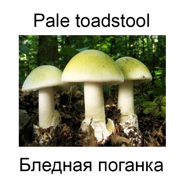 Виды грибов на английсуом